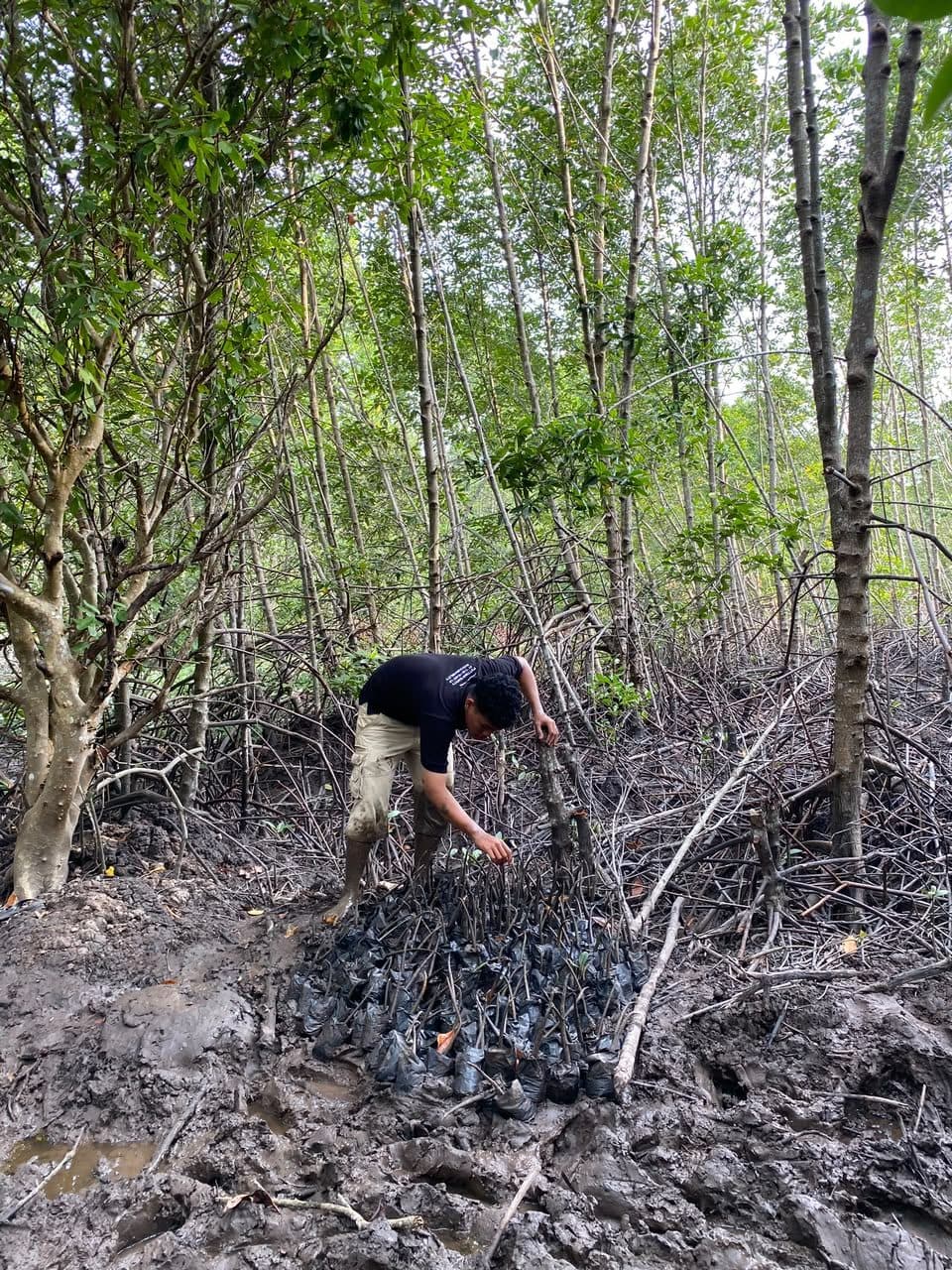 Dokumentasi kegiatan Monitoring dan Evaluasi Bibit Mangrove Selama 3 Minggu, foto 1 dari 1